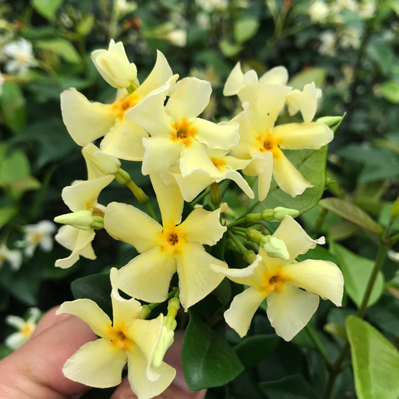 [黃色風(fēng)車茉莉]黃色風(fēng)車茉莉花期_批發(fā)價格