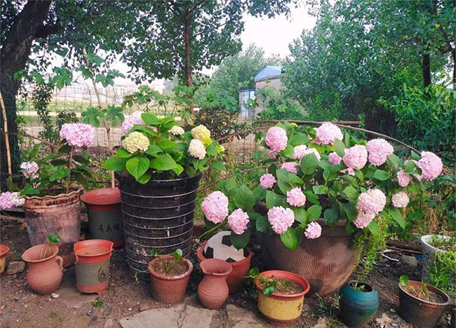 繡球花無盡夏夏季怎么澆水？