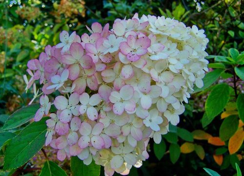 繡球花佳澄一年開(kāi)幾次花