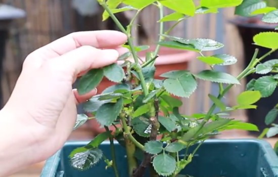 101活力素對月季有用嗎？