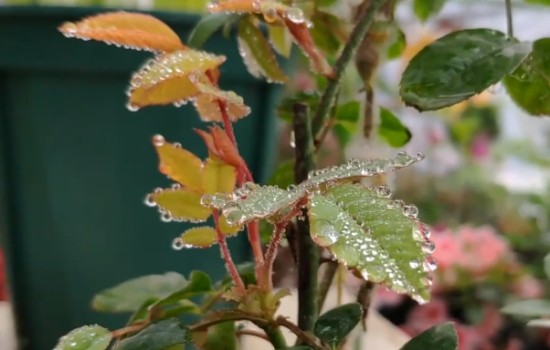 月季花灰霉病用什么藥治療好