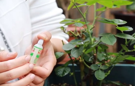 101活力素對月季有用嗎？