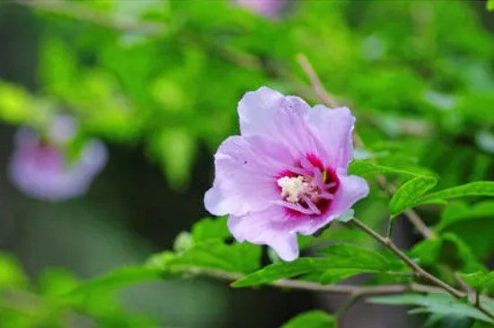 冬季里最耐寒的15種花卉