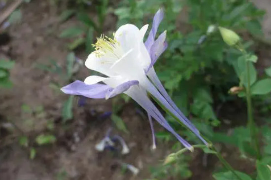 冬季里最耐寒的15種花卉