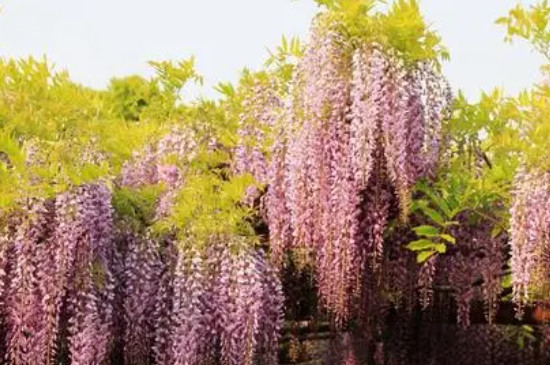 冬季里最耐寒的15種花卉