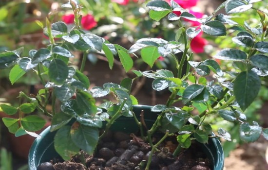 月季花后修剪不發(fā)新芽怎么辦？