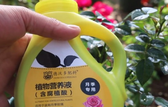 月季花后修剪不發(fā)新芽怎么辦？