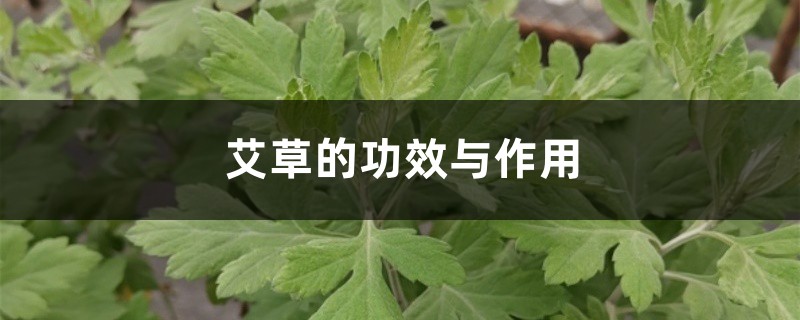 艾草的功效與作用