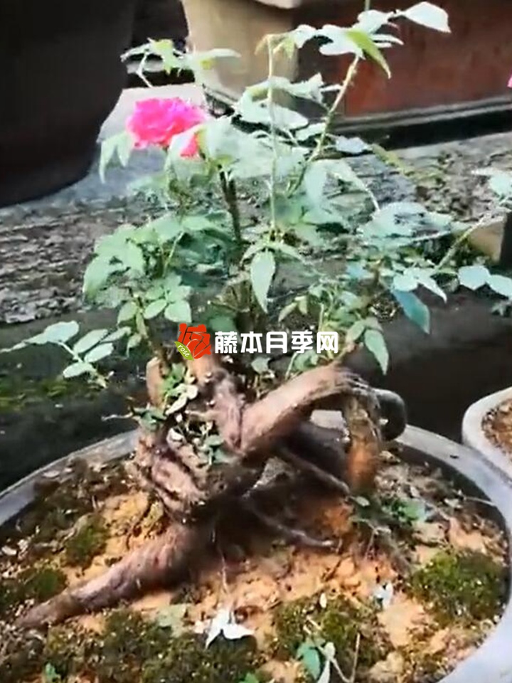 有幾種樹(shù)能嫁接月季