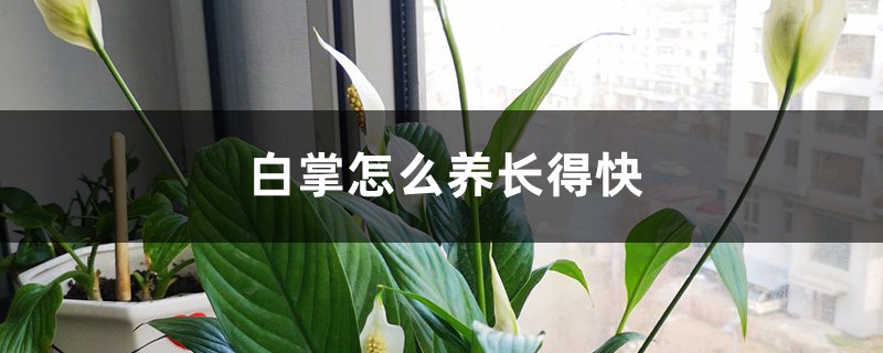 白掌怎么養(yǎng)長(zhǎng)得快