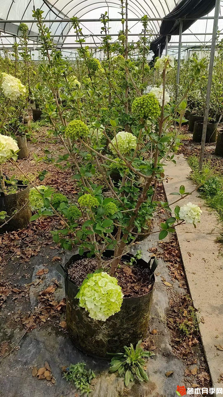 中華木繡球美植袋苗帶花苞花貨