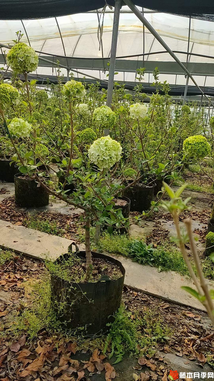 中華木繡球美植袋苗帶花苞花貨