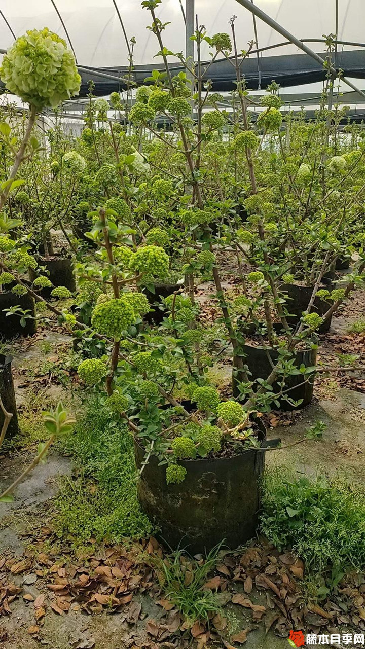 中華木繡球美植袋苗帶花苞花貨