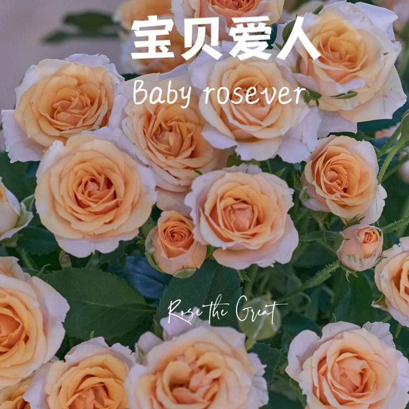 寶貝愛人 Baby Rosever