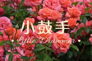 小鼓手Little Drumme