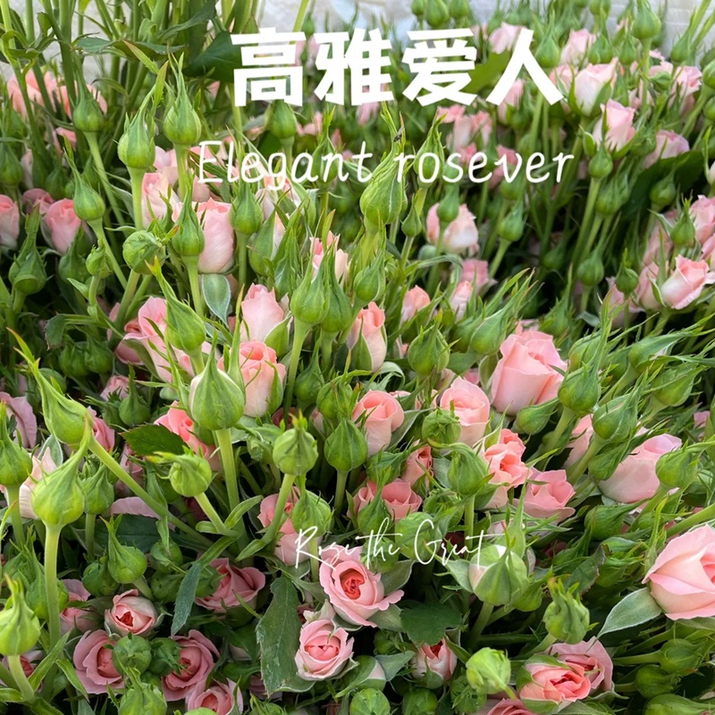 高雅愛(ài)人Elegant Rosever