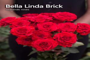 貝拉琳達(dá)·紅磚Bella Linda Brick