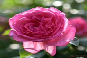 莫利納爾La Rose de Molinard