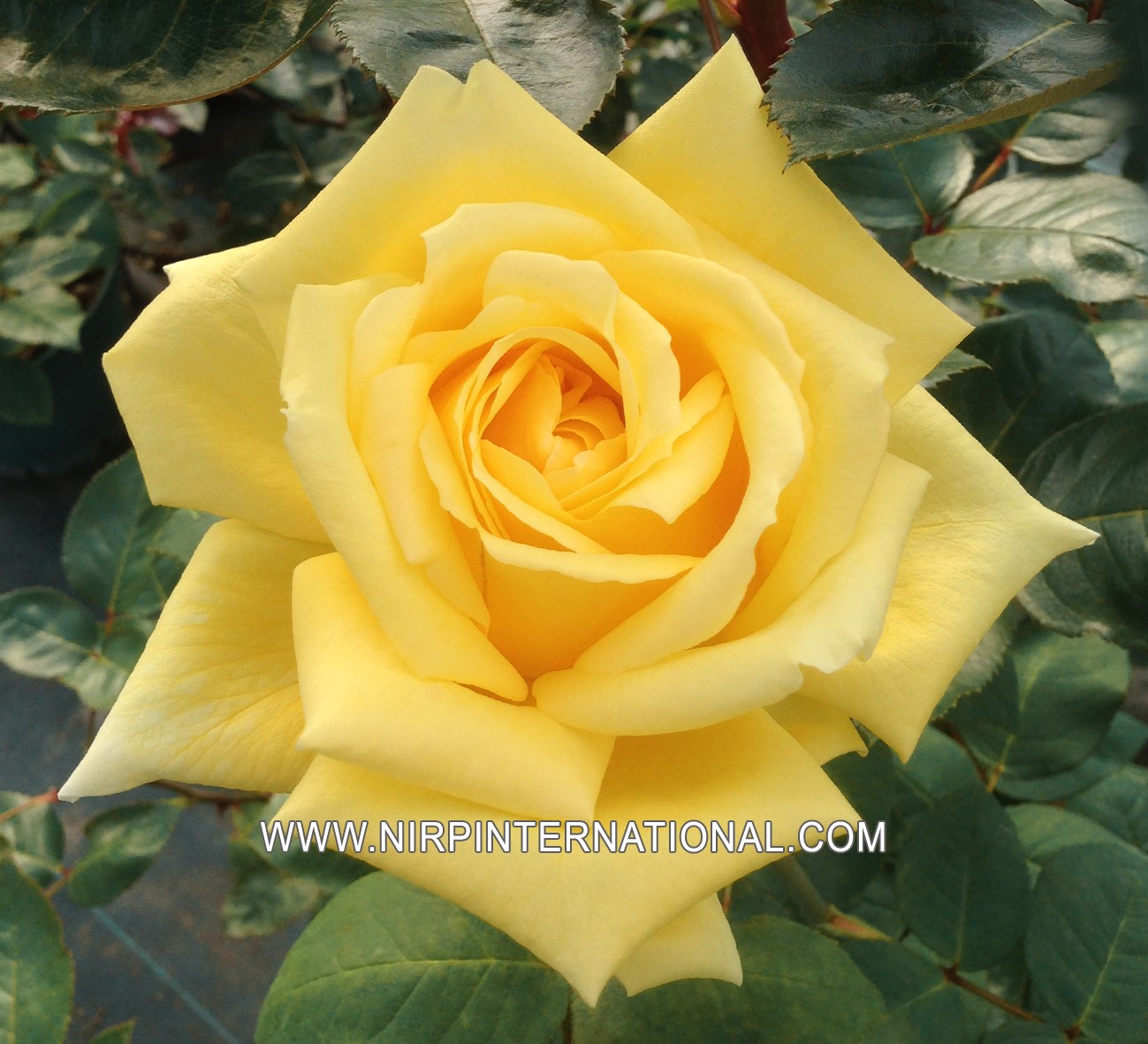 GOLDEN_FASHION_garden_rose_NIRP_1.jpg