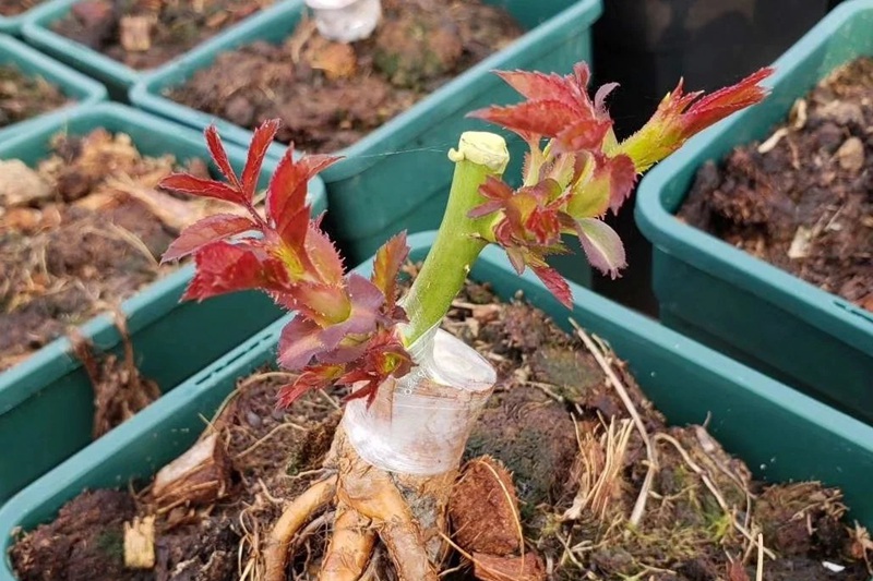 月季花什么時(shí)間嫁接最好