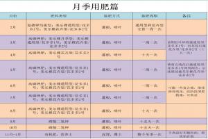 月季什么時(shí)候施肥最好