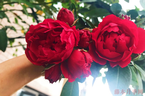 紅色龍沙寶石和佛羅倫蒂娜有什么區(qū)別，哪個(gè)好