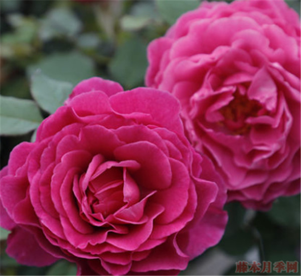 扇子月季花的優(yōu)缺點有哪些，花期有多久
