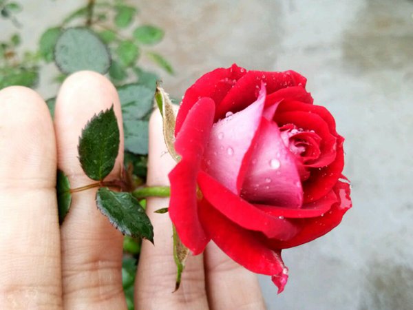 薔薇花藤本小女孩品種怎樣，值得入手嗎