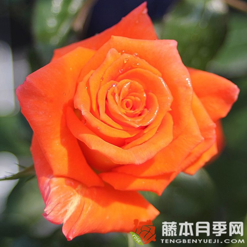 莫妮卡月季的開(kāi)花時(shí)間