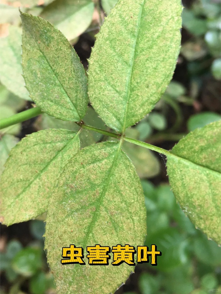 藍色陰雨月季葉子發(fā)黃怎么辦