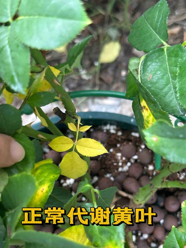 藍色陰雨月季葉子發(fā)黃怎么辦