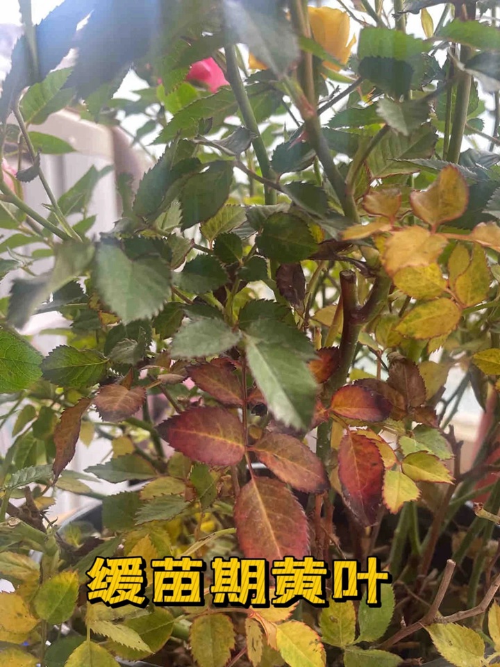 藍色陰雨月季葉子發(fā)黃怎么辦