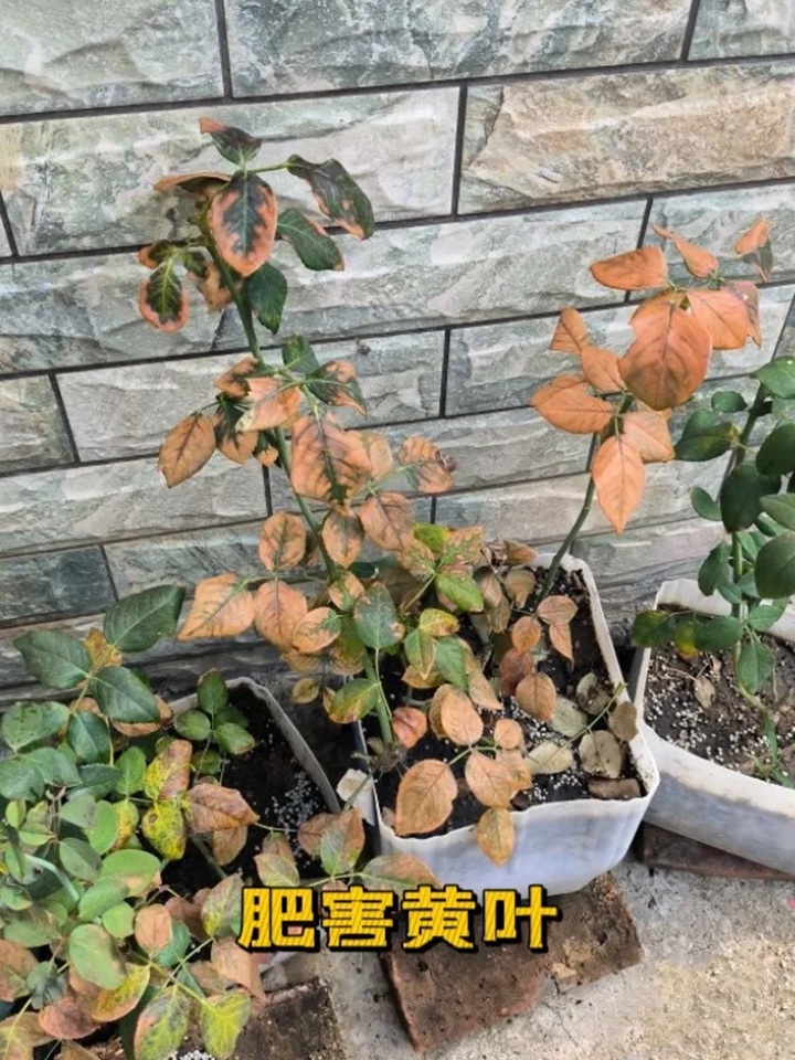 藍色陰雨月季葉子發(fā)黃怎么辦