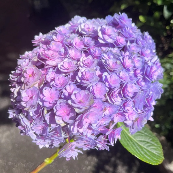 妖精之吻和太陽神殿繡球花的區(qū)別