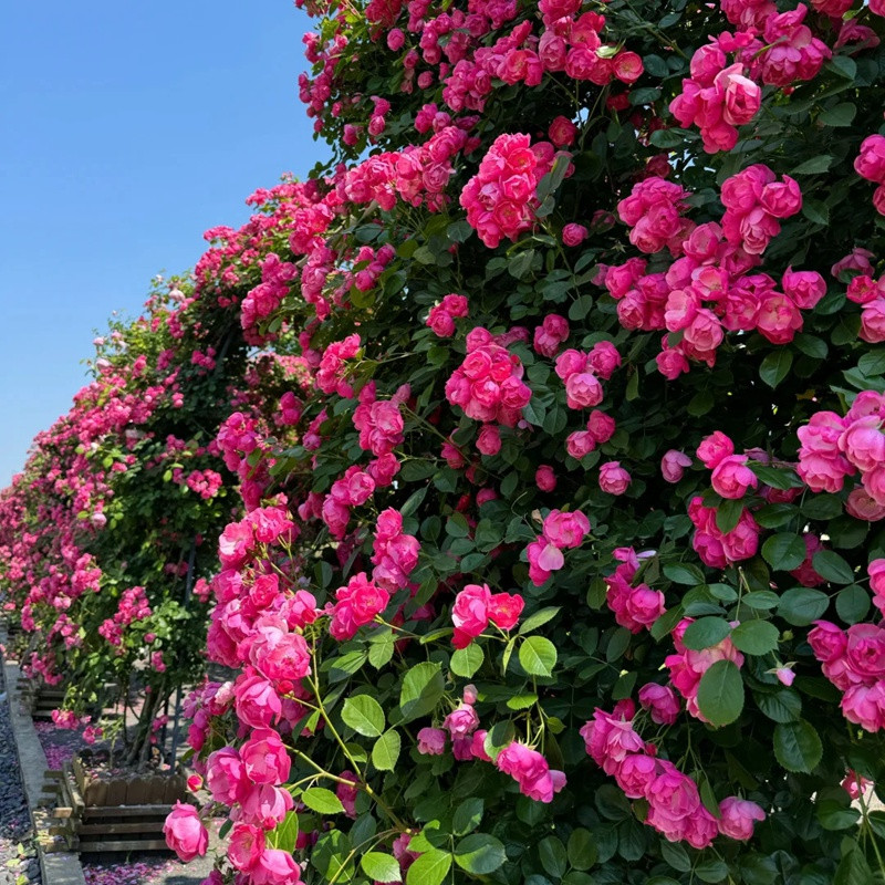 艾拉絨球跟安吉拉哪個(gè)花量大