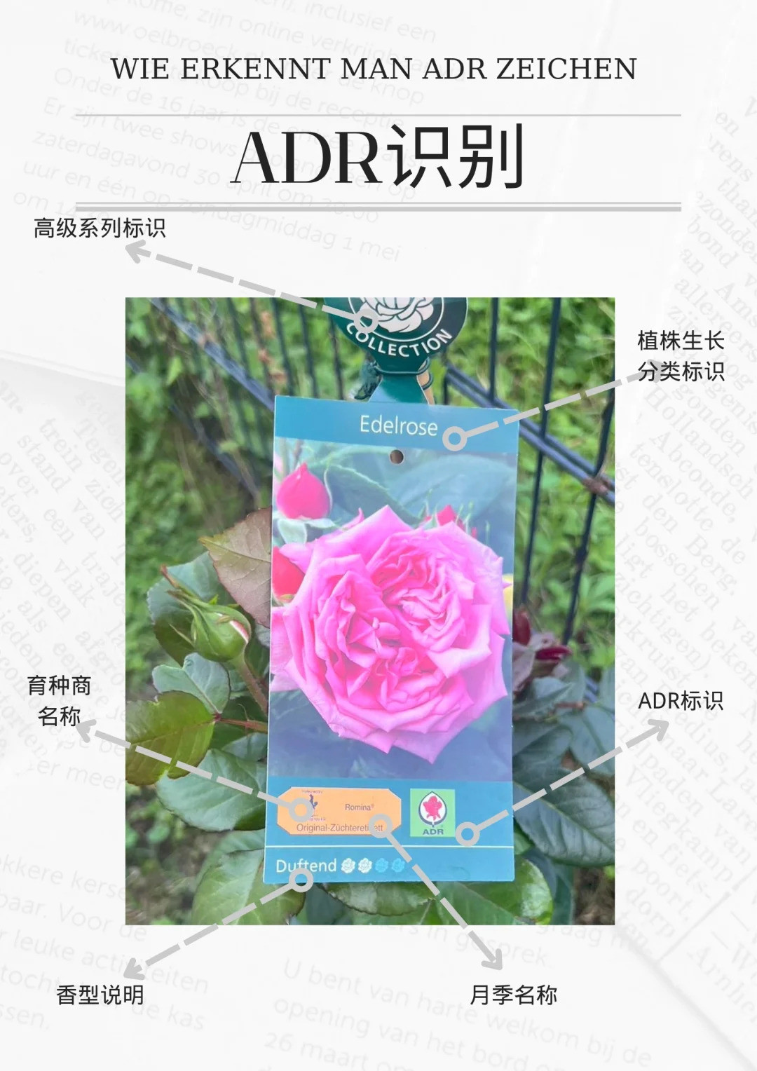 什么是ADR認(rèn)證，ADR月季官網(wǎng)名單