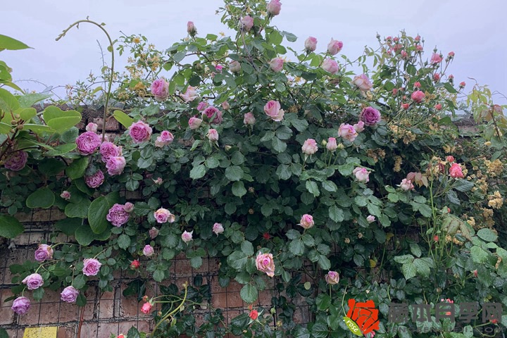 月季花為什么會被稱為“花中皇后”