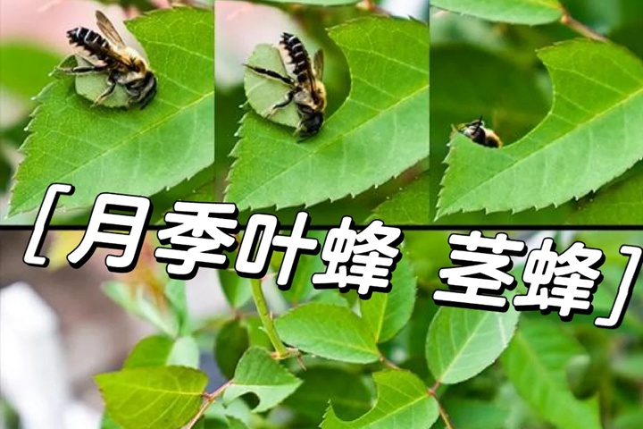 月季噴什么藥可以防切葉蜂