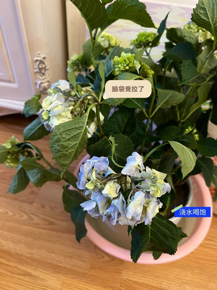 繡球花買(mǎi)回來(lái)兩天就蔫了