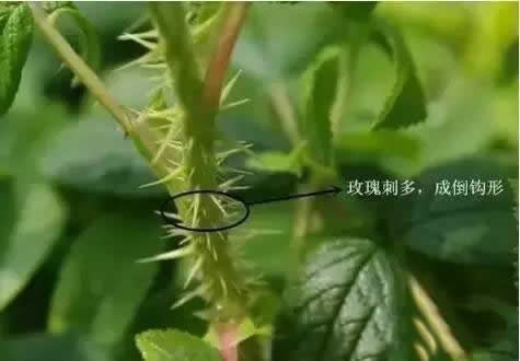 月季和玫瑰是一種花嗎