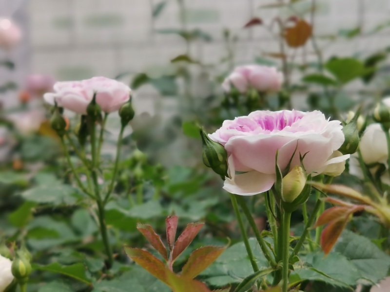 藍月石適合兩廣地區(qū)種植嗎