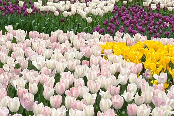 郁金香花期是幾月份，什么時(shí)候開(kāi)花