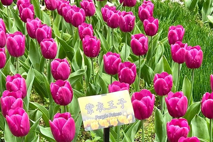 郁金香花期是幾月份，什么時(shí)候開(kāi)花