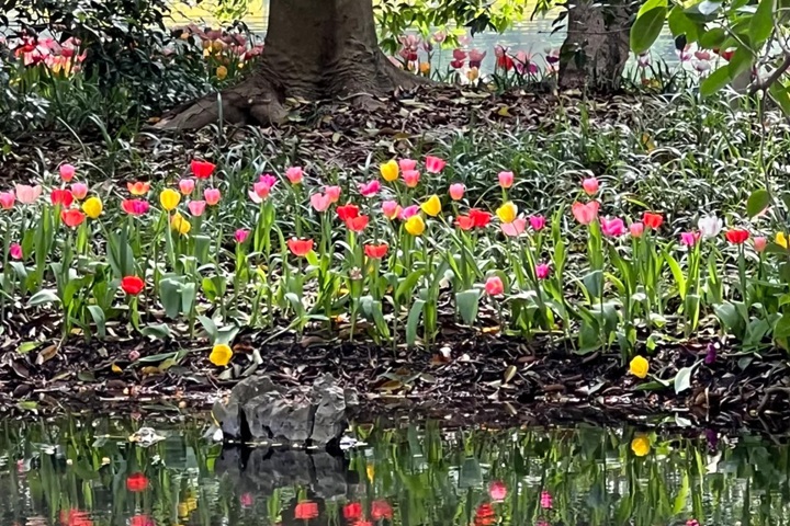 郁金香花期是幾月份，什么時(shí)候開(kāi)花