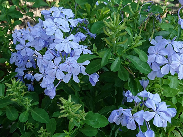 地栽藍(lán)雪花怎么過冬