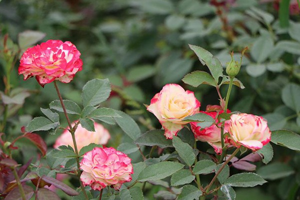 外紅內(nèi)黃的月季花叫什么名字？