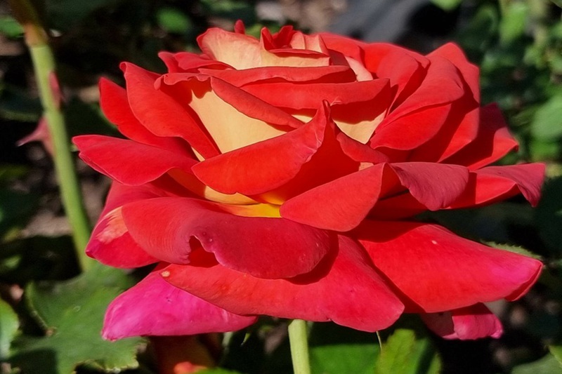 外紅內(nèi)黃的月季花叫什么名字？