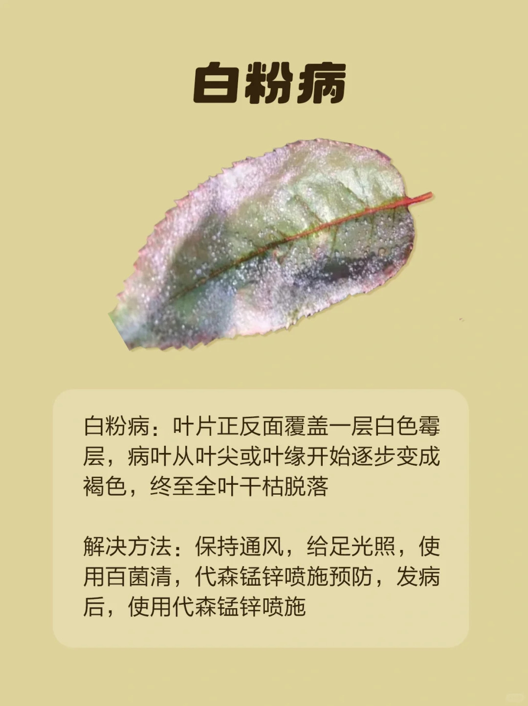 月季各種病蟲(chóng)害的葉片癥狀圖片