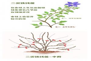 鐵線蓮一類二類三類品種有什么區(qū)別？