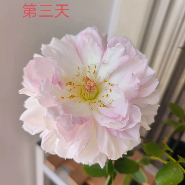 瑪莎月季花一朵花能開多久